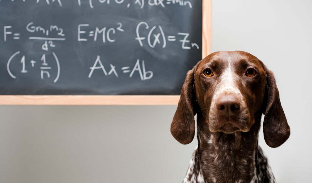 Tiergestützte Pädagogik – der Hund im Klassenzimmer